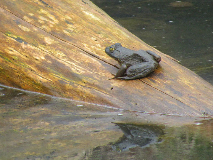 Bullfrog